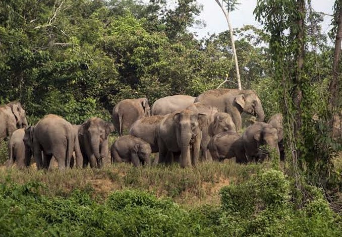 BBKSDA Riau Masih Laksanakan Evakuasi Kawanan Gajah di Perkebunan Masyarakat Peranap