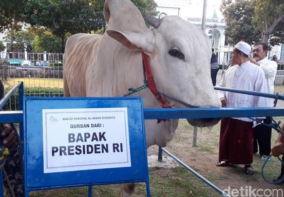 Sapi Kurban Jokowi Diminumi Jamu, Pakar Sapi: Tak Masuk Akal!