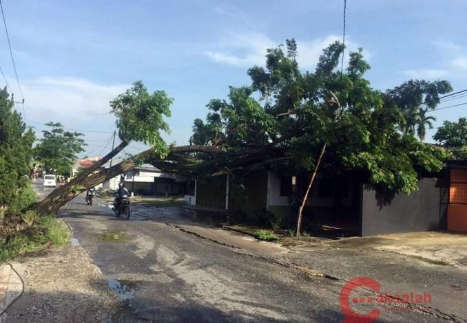 Tak Cuma Banjir, Hujan Lebat Juga Menumbangkan Pohon Besar di Pekanbaru