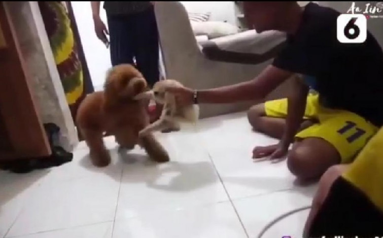 Ini Kata Polda Riau Terkait Video Viral Adu Owa dan Anjing yang Diunggah Kapolres Pelalawan