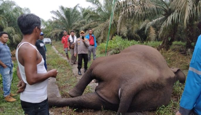 Gajah Sumatera di Bengkalis Ditemukan Mati Tersengat Listrik