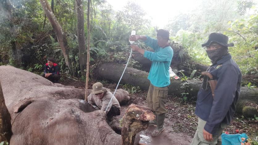Gajah Latih Rahman Mati Diracun, Gading Hilang