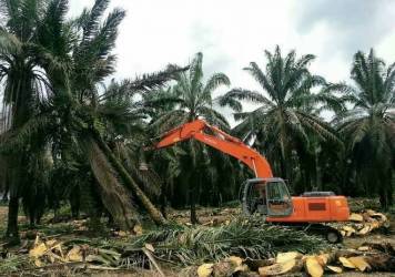 24.444 Hektare Kebun Sawit di Riau Sudah Replanting