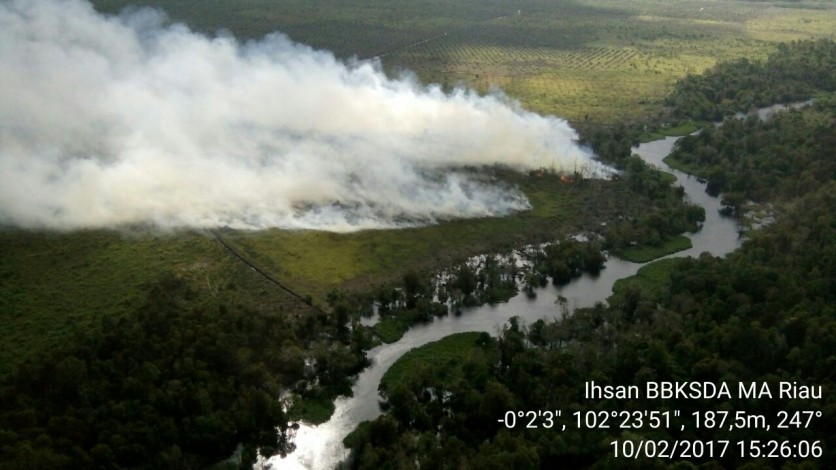 Kebakaran Lahan di Kerumutan Capai 15 Hektar