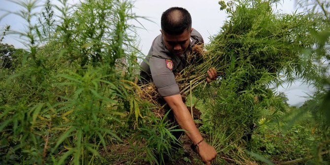 Calon Bupati di Indonesia ini Siapkan Pekerjaan Baru Bagi Petani Ganja