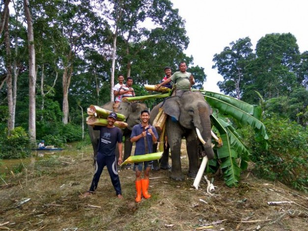 Tim Medis BBKSDA Bakal Periksa Kesehatan Gajah di Kawasan Eco Wisata Buluh Cina