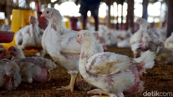 Harga Ayam Ras di Pekanbaru Perlahan Turun