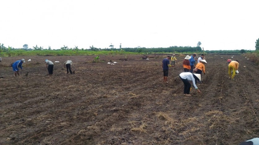 BPTP Riau Tanam Jagung pada Lahan Marjinal Terlantar