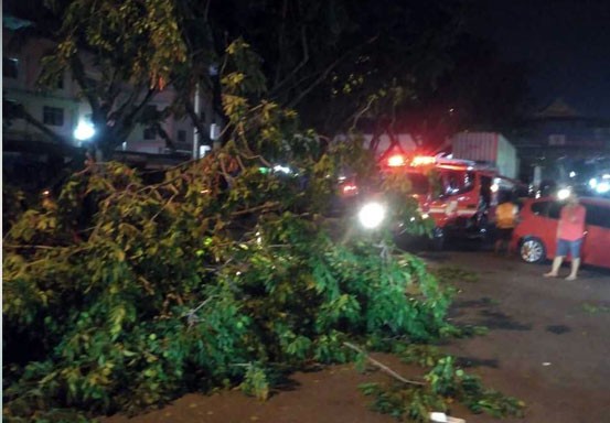 Pohon Tua di Jalan Sudirman Mulai Tumbang, Warga Diminta Berhati-hati