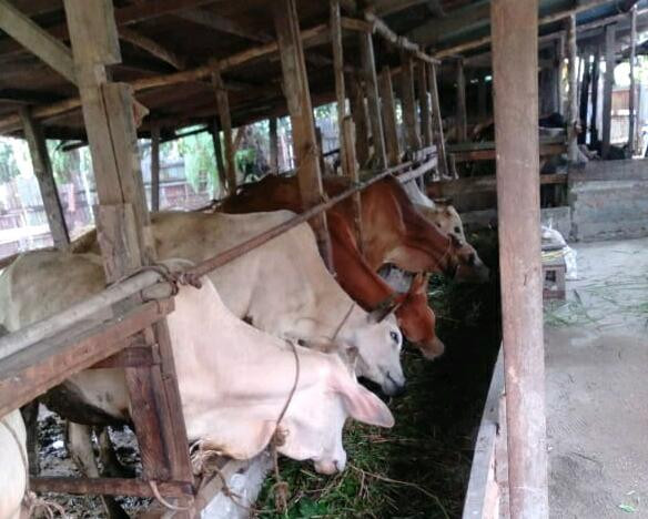 Corona Pengaruhi Penjualan Hewan Kurban di Pekanbaru, Peternak: Banyak yang Batalkan Pesanan