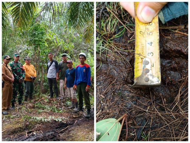 Diduga Harimau Muncul di Kebun Sawit Warga Siak, BBKSDA Riau Pasang Kamera Trap