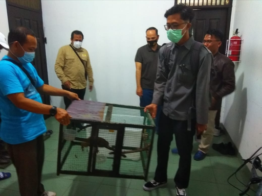 BBKSDA Riau Jemput Hewan Dilindungi dari Rumah Kapolres Pelalawan
