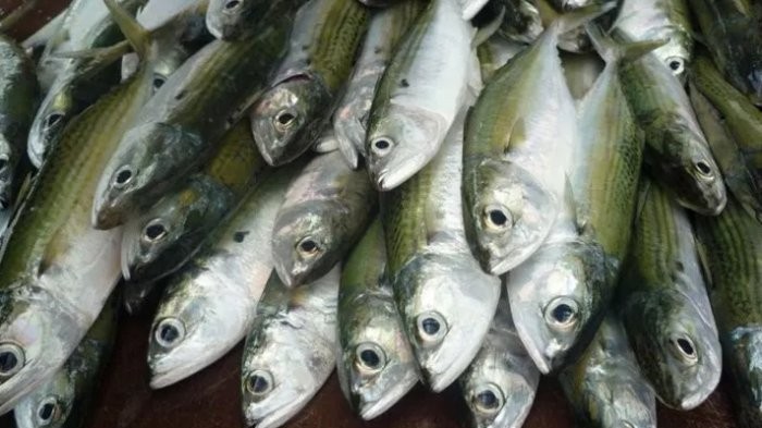 Harga Ikan Kembung di Pekanbaru Capai Rp40.000 Perkilogram