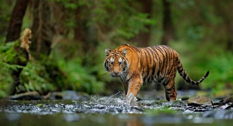 Harimau di Siak Terkam Pencari Kayu