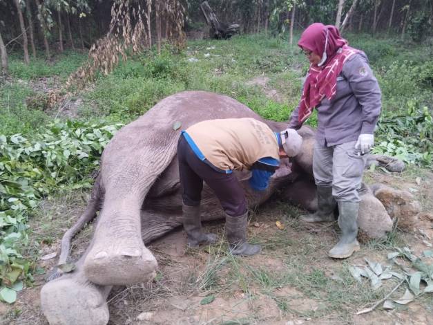 Diduga Diracun, Seekor Gajah Ditemukan Mati di Pelalawan