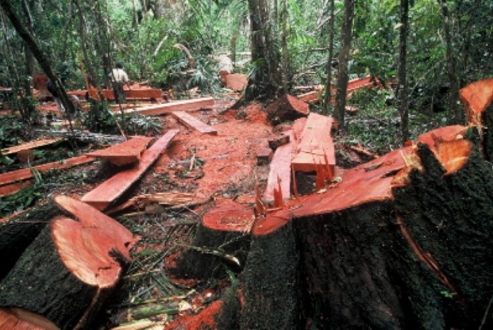 Pembalakan Liar Hutan Marak di Sumatera Barat