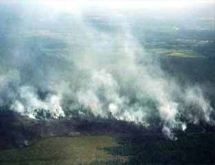 Satu Hektar Lahan Bekas Konsesi PT Chevron di Dumai Terbakar