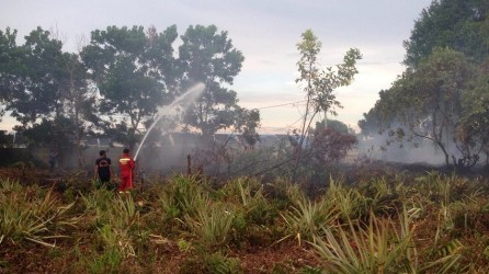 Hingga Medio Januari 2019 Sudah 108,5 Hektar Lahan di Riau Terbakar 