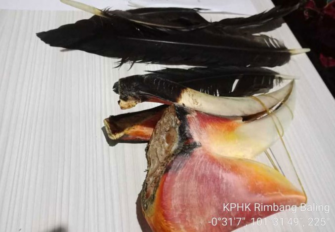 Ikut Makan Burung yang Dilindungi, Petani Karet di Kuansing Ini Terancam 10 Tahun Penjara