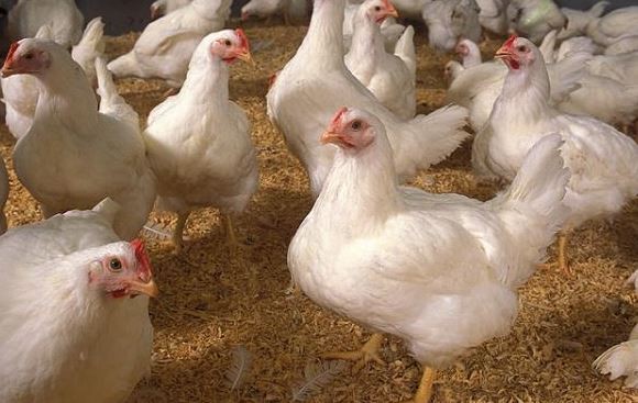 Harga Ayam Ras di Pekanbaru Turun