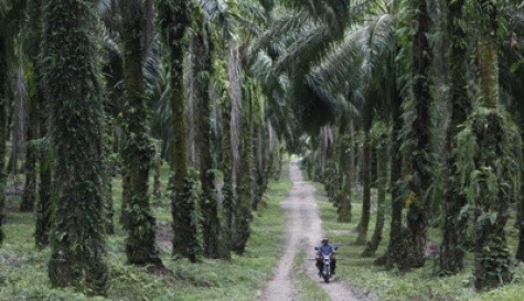 245 Izin Perusahaan Perkebunan dan HTI di Riau Bermasalah