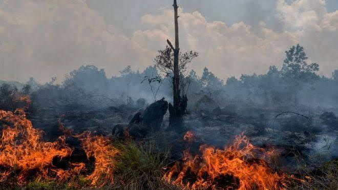Pemprov Tetapkan Status Siaga Darurat Karhutla Riau hingga 30 November