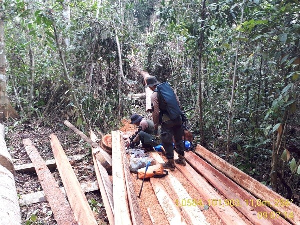 BBKSDA Bakar 4 Gubuk Illegal Logging di SM Giam Siak Kecil