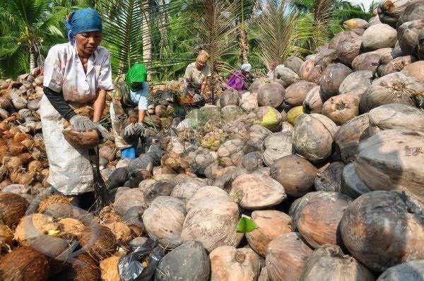 Harga Pinang dan Kelapa di Riau Turun Pekan Ini