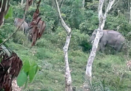 Terkendala Hujan, Penggiringan Kawanan Gajah Liar di Inhu Tertunda