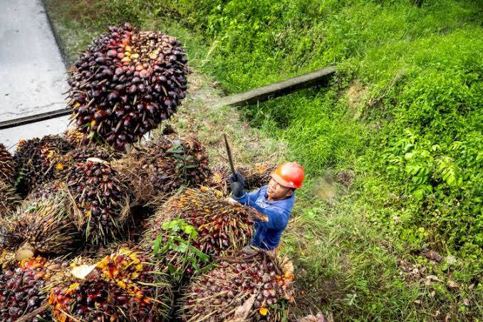 Harga TBS Sawit Riau Alami Penurunan hingga 3,39 Persen