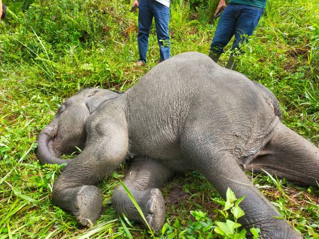 Gajah Betina di Pusat Latihan Minas Mati terkena Virus