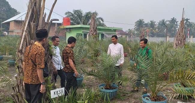 Manajemen PT KKI Ungkap Potensi Kurma di Indonesia