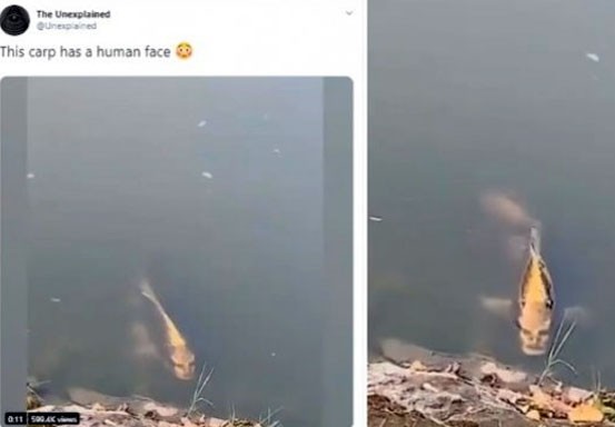 Viral Ikan Berwajah Mirip Manusia Ditemukan di Danau China