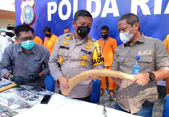 Polda Riau Bekuk 3 Pelaku Perdagangan Gading Gajah, Satu Ternyata PNS