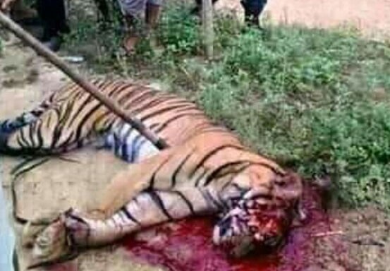 Viral Video Harimau Ditombak dan Terkam Warga, Begini Penjelasan BBKSDA Riau