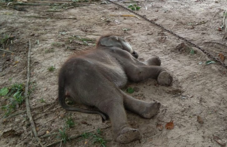 Puan Pandan Wangi Mati di Pusat Latihan Gajah Minas