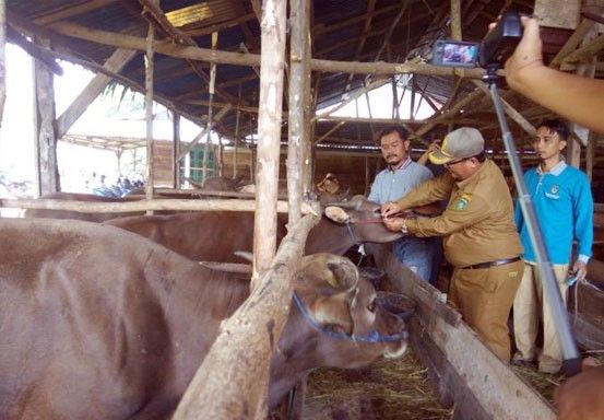 Cegah Penyakit Antraks, Dinas PKH Riau Perketat Pengawasan Hewan Ternak di Perbatasan