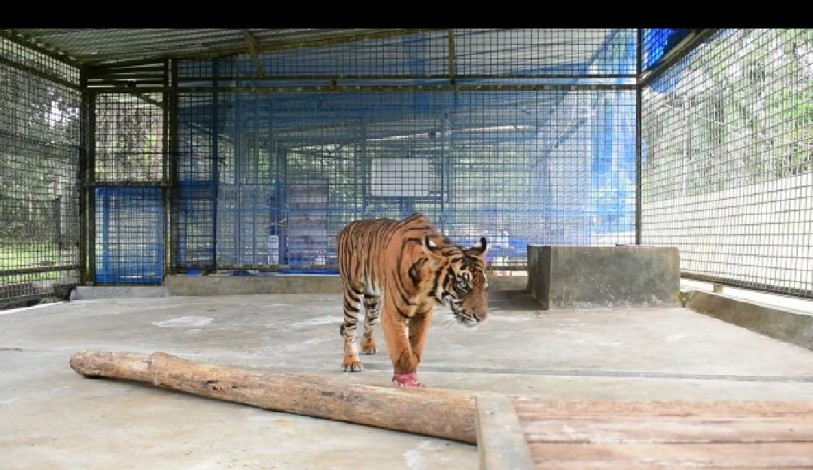 Luka Kaki Mulai Sembuh, Corina Harimau Sumatra Sudah Bisa Berjalan
