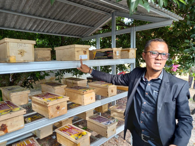 Manisnya Bisnis Budidaya Lebah Madu Klanceng di Pekanbaru