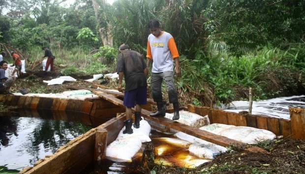 Riau Contoh Terbaik Dunia untuk Restorasi Gambut