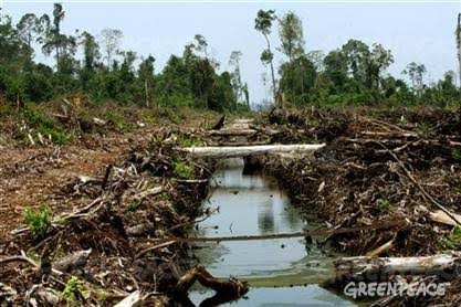867.887 Hektar KHG Riau Direstorasi Tahun Ini