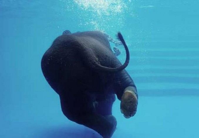 Seekor Gajah Ditemukan di Tengah Laut di Sri Lanka