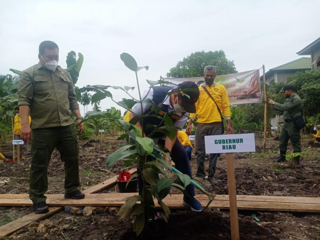 Wujudkan Riau Hijau, Gubri Serahkan 10 Ribu Bibit Pohon Buah di Inhil