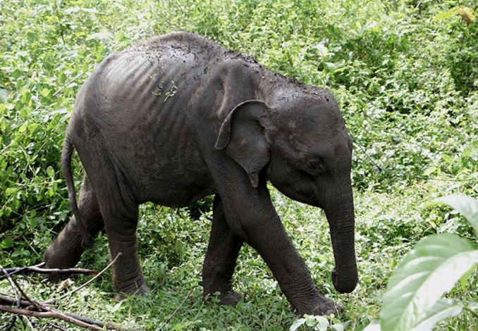 Terkena Jerat Babi, Intan Dievakuasi ke Sekolah Gajah