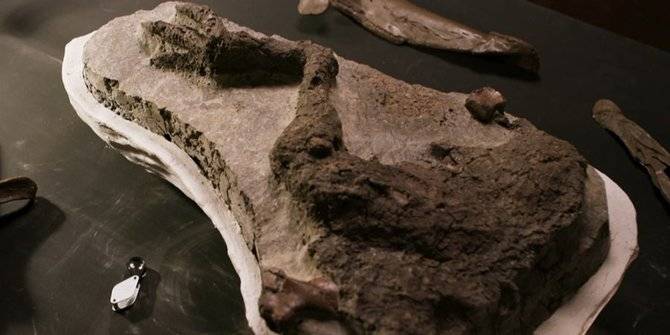 Kaki Dinosaurus yang Putus Dihantam Asteroid 66 Juta Tahun Lalu Ditemukan