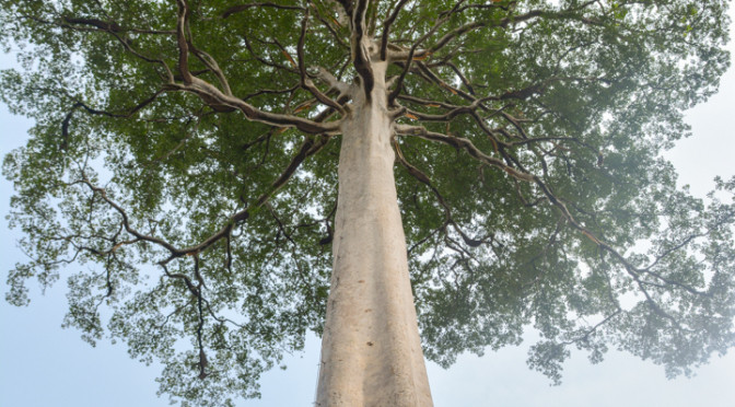 Jikalahari Dukung Menteri LHK Masukkan Pohon Adat Sialang ke Dalam Jenis yang Dilindungi