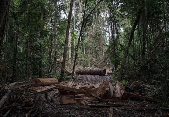 Ilmuwan Ingatkan Amazon Bisa Hadirkan Pandemi bagi Manusia