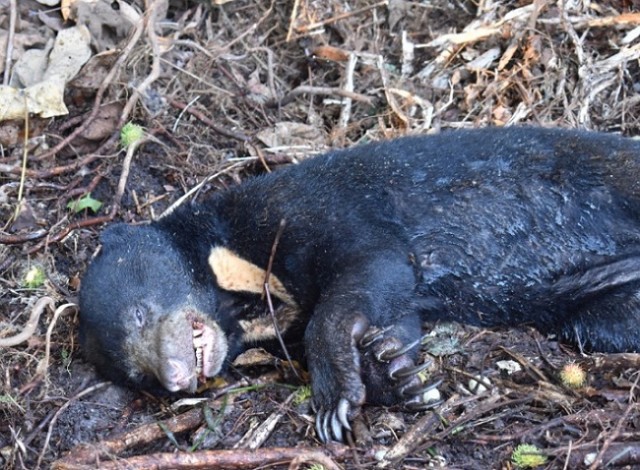 Beruang Madu Ditemukan Mati Terjerat di Dumai