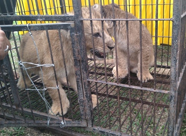 Satu Ekor Singa dan Leopard Dijual dengan Harga Rp 450 Juta