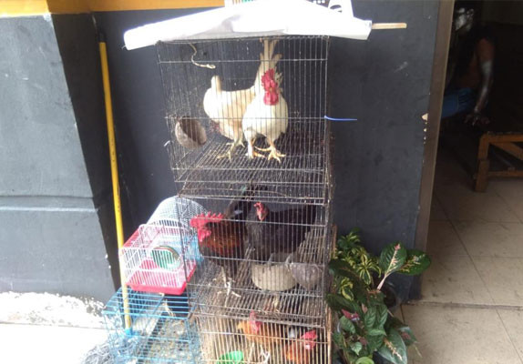 Satpol PP Pekanbaru Tertibkan Pedagang yang Jualan di Trotoar, Ayam dan Bunga Disita